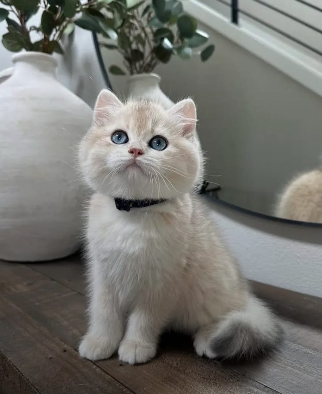 Adorable Female Shorthair Kitten