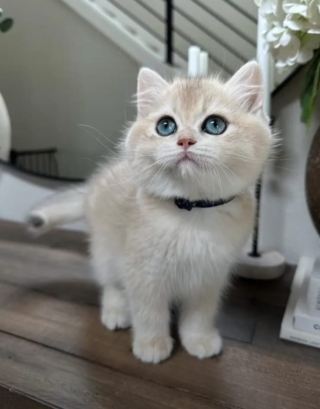 Adorable Female Shorthair Kitten