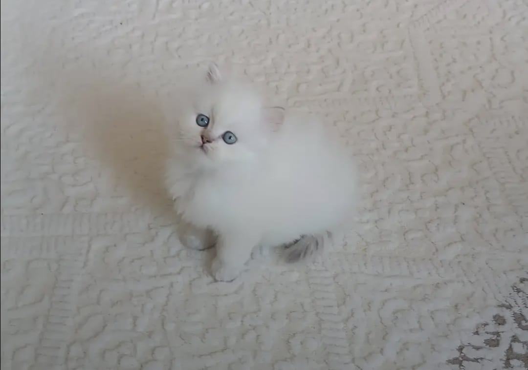 White Male Shorthair Kitten