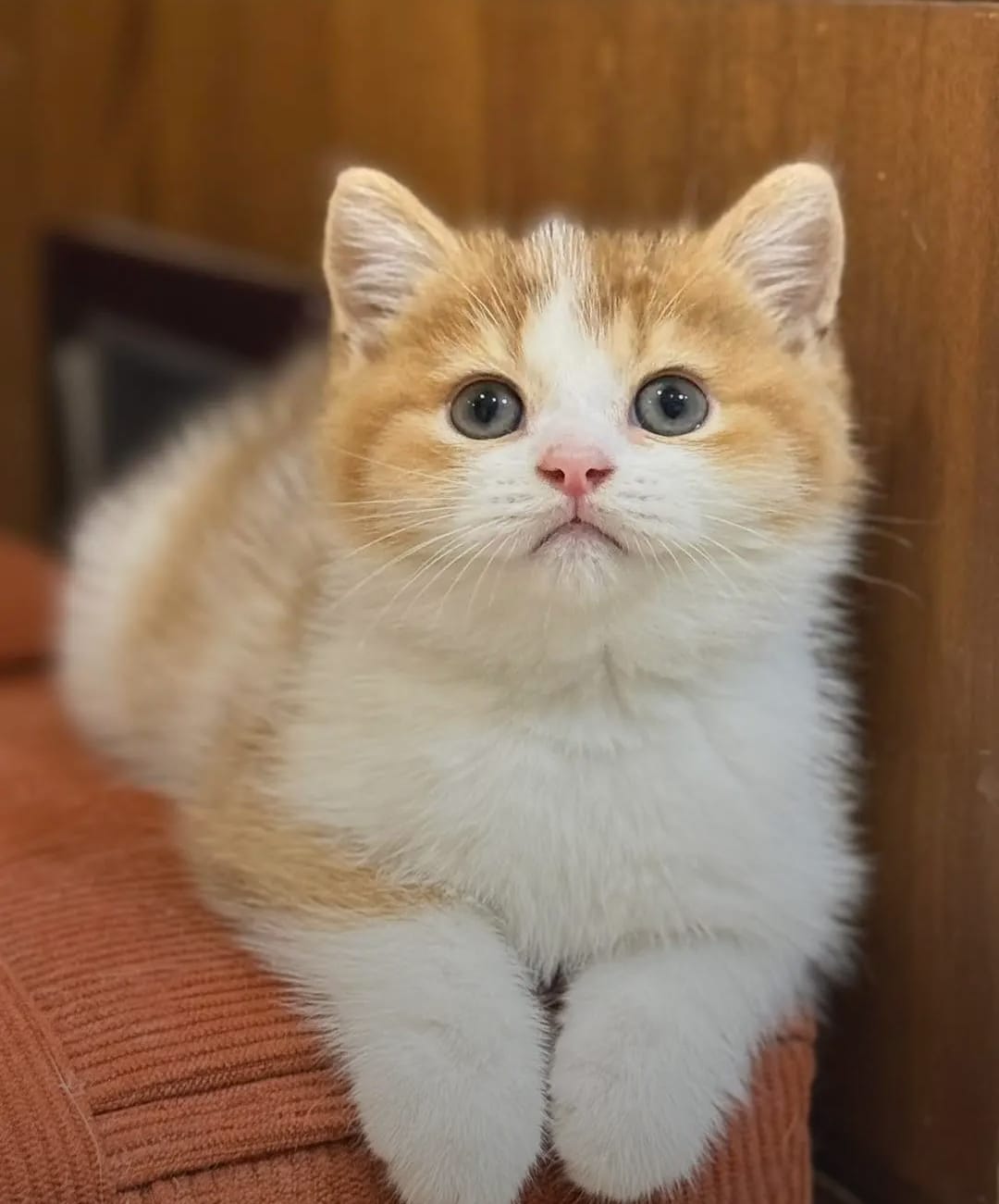 Female Shorthair Kitten Bi-Colour