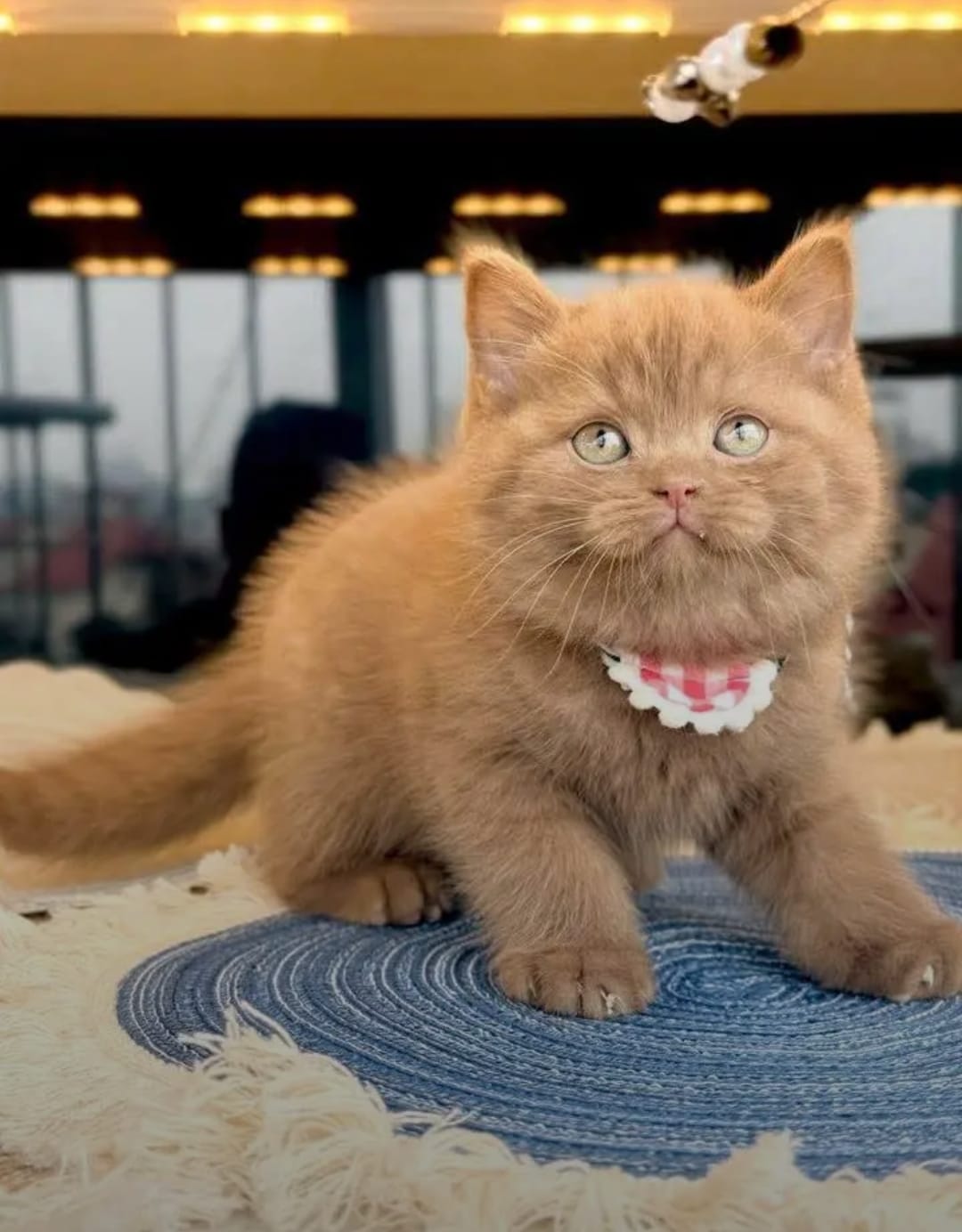 Cats For Sale Australia