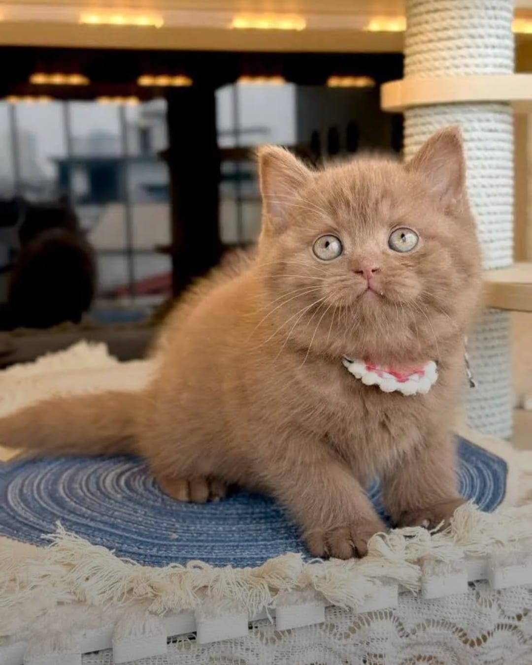 Chocolate Male Shorthair Kitten - Image 2