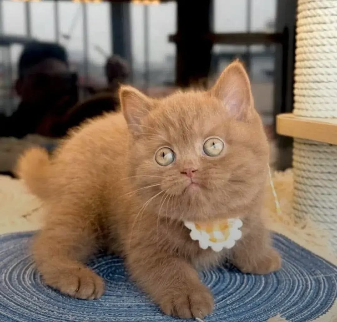 Chocolate Male Shorthair Kitten