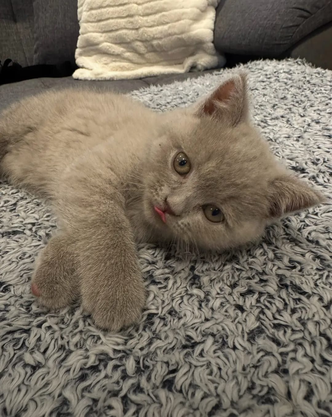 Female Grey Shorthair Kitten