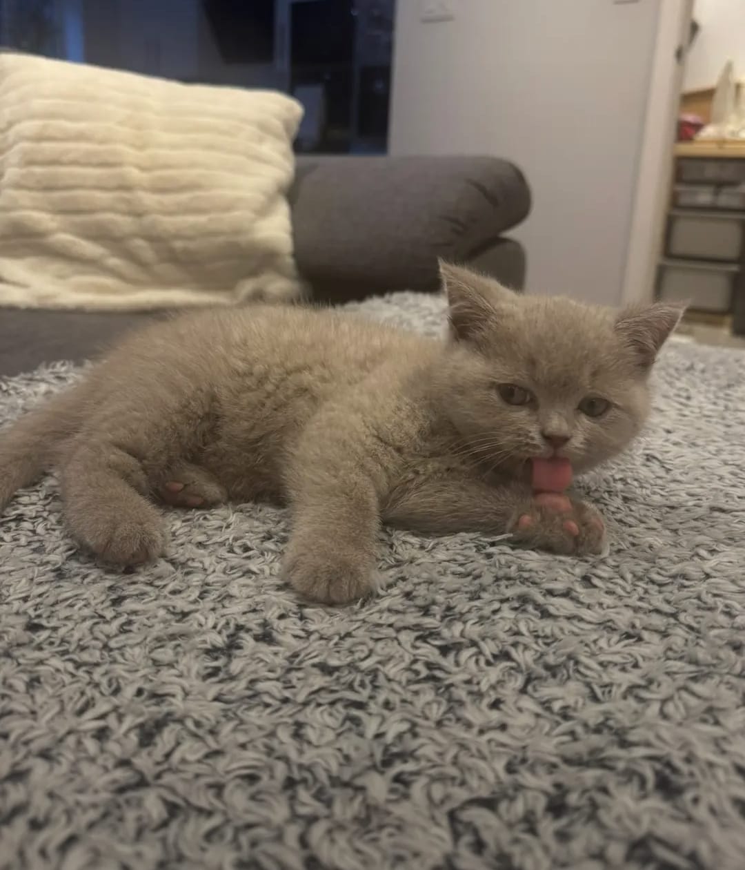 Female Grey Shorthair Kitten - Image 3