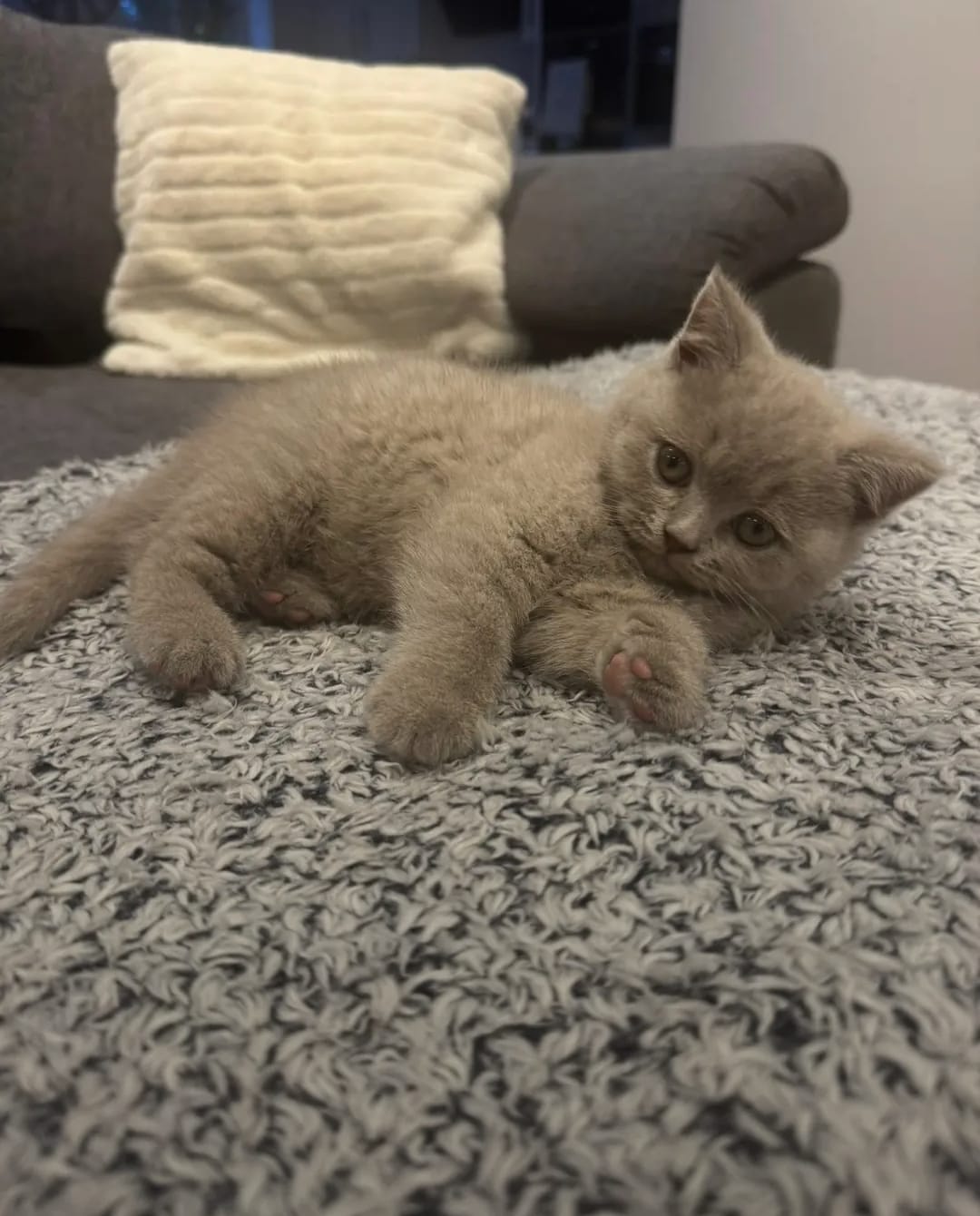 Female Grey Shorthair Kitten - Image 4