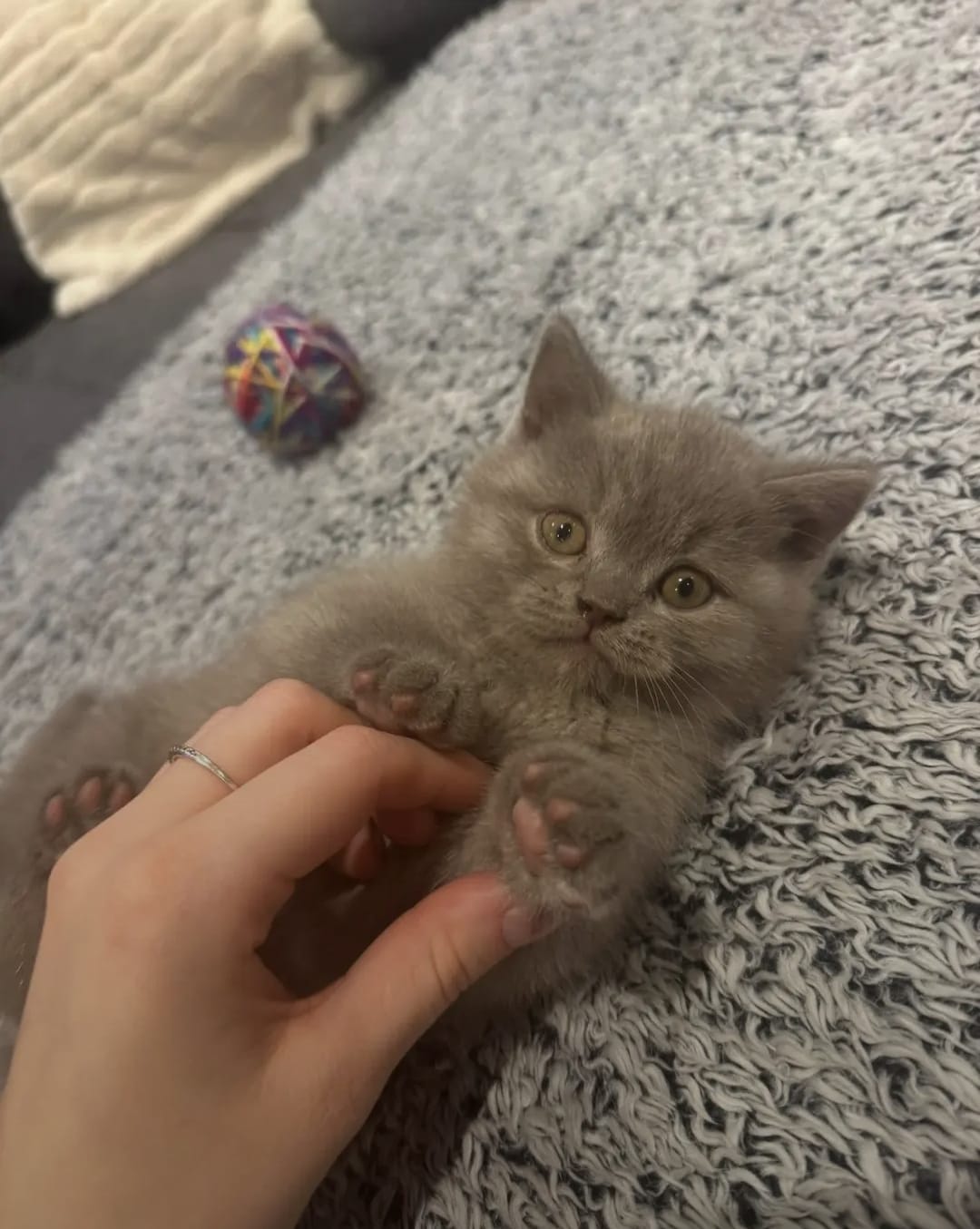 Female Grey Shorthair Kitten - Image 2