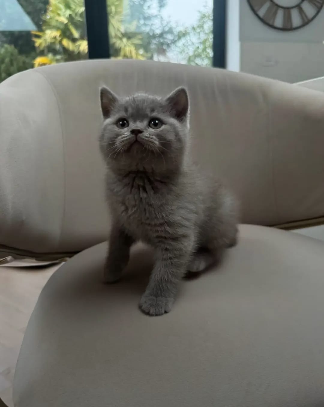 Milo Grey Shorthair Kitten - Image 3