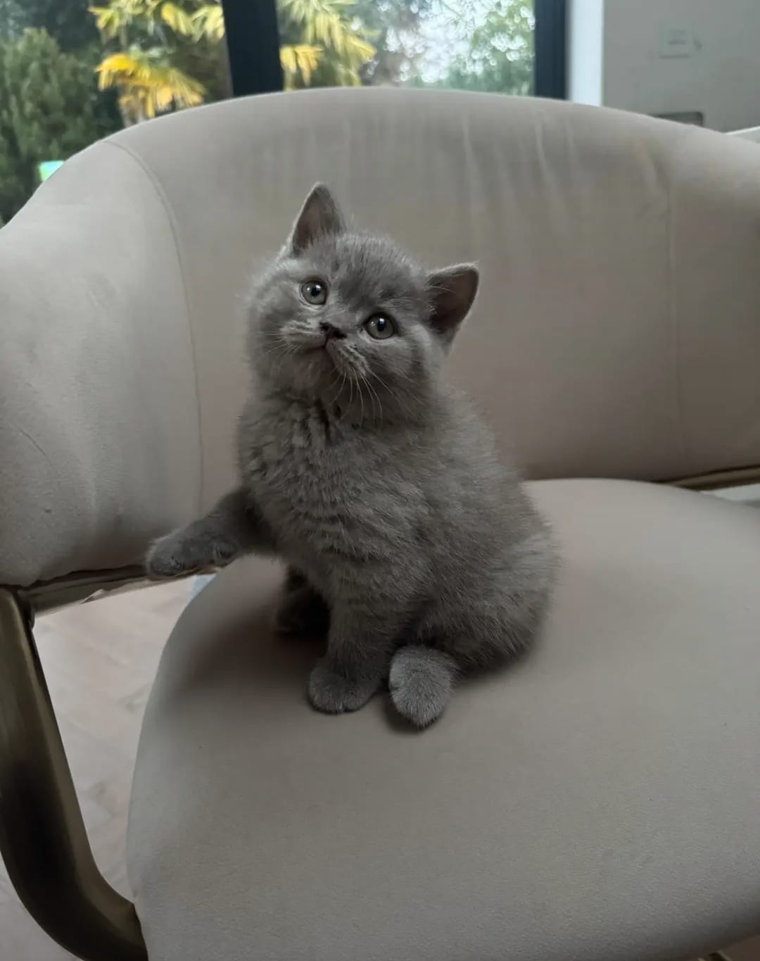 Milo Grey Shorthair Kitten - Image 4