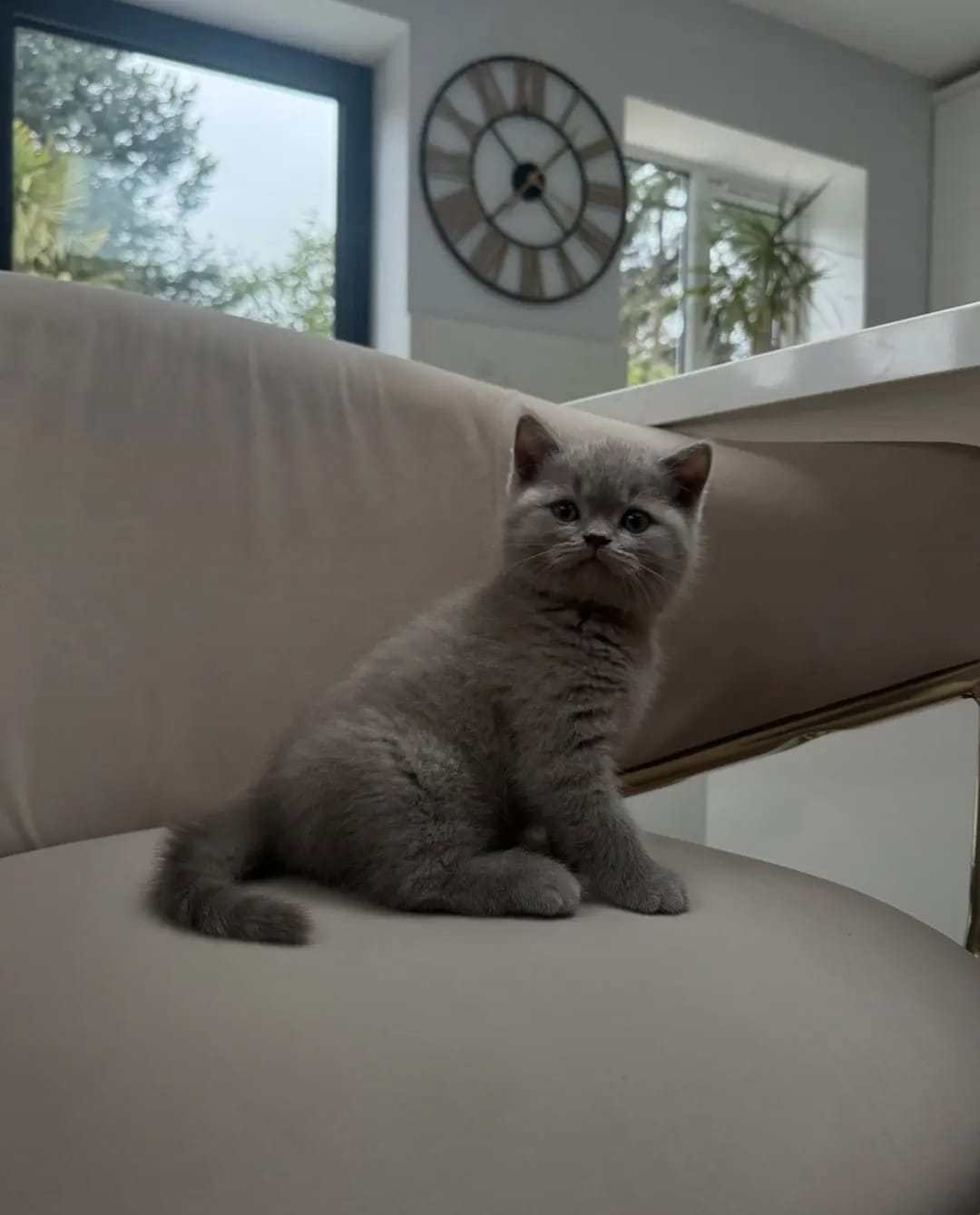 Milo Grey Shorthair Kitten - Image 5