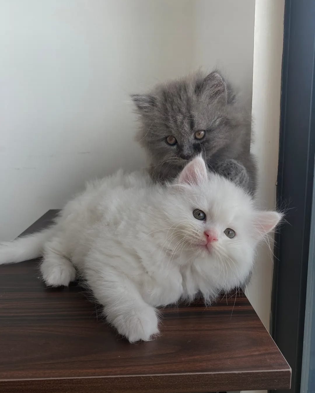White Ragdoll Female Kitten