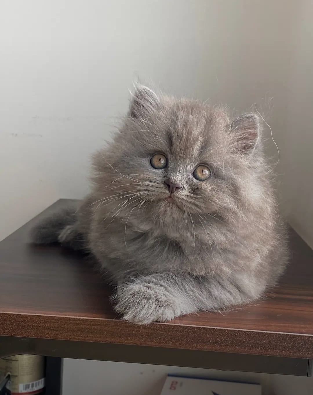 Male Persian Kitten
