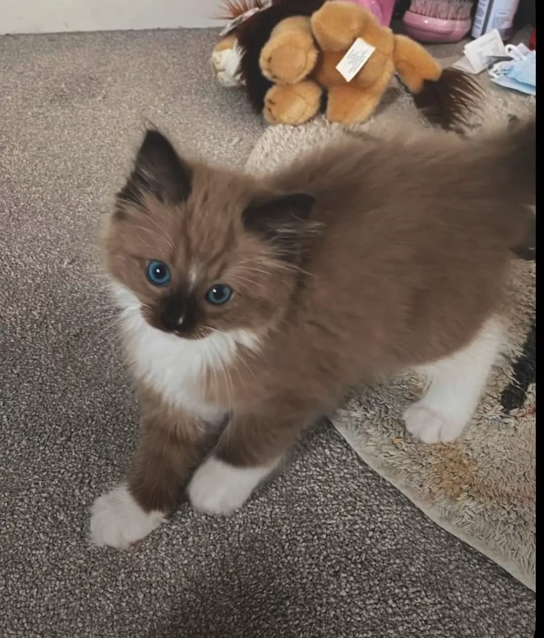 female Ragdoll kitten