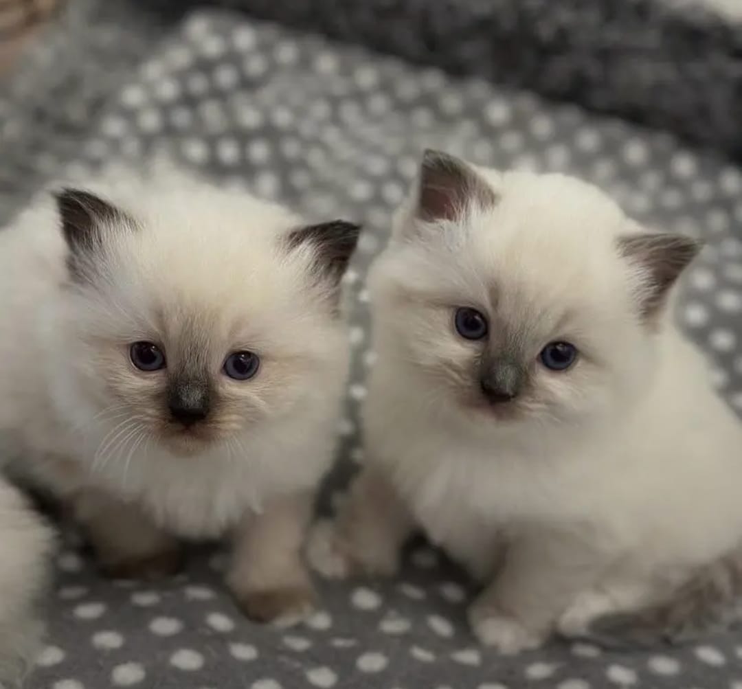 Male Ragdoll Kitten